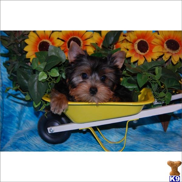 Puppies in Miami